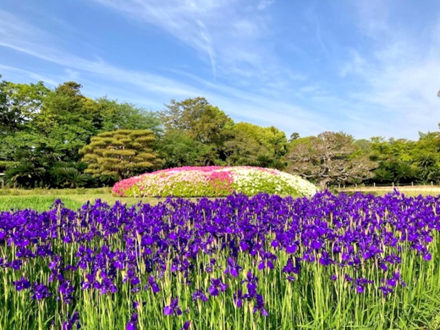 「岡山後楽園」花ごよみ。 季節ごとの花を楽しもう!(上半期編)